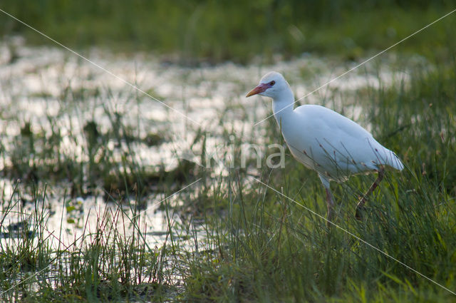 Koereiger (Bubulcus ibis)