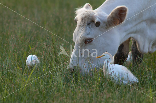 Koereiger (Bubulcus ibis)