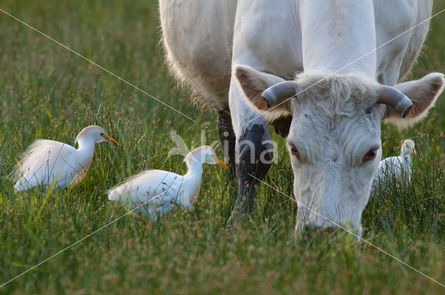 Koereiger (Bubulcus ibis)