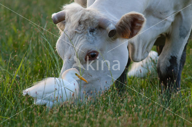 Cattle Egret (Bubulcus ibis)