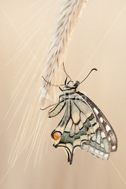 Koninginnepage (Papilio machaon)