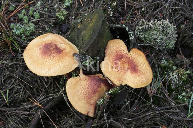 Plums and custard (Tricholomopsis rutilans)