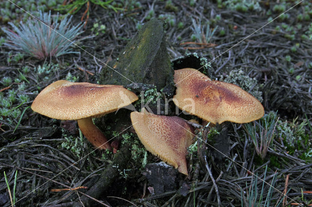 Plums and custard (Tricholomopsis rutilans)