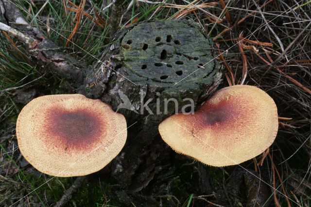 Plums and custard (Tricholomopsis rutilans)