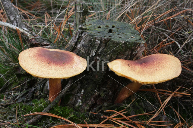 Plums and custard (Tricholomopsis rutilans)