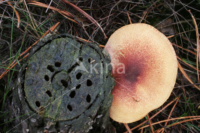 Plums and custard (Tricholomopsis rutilans)