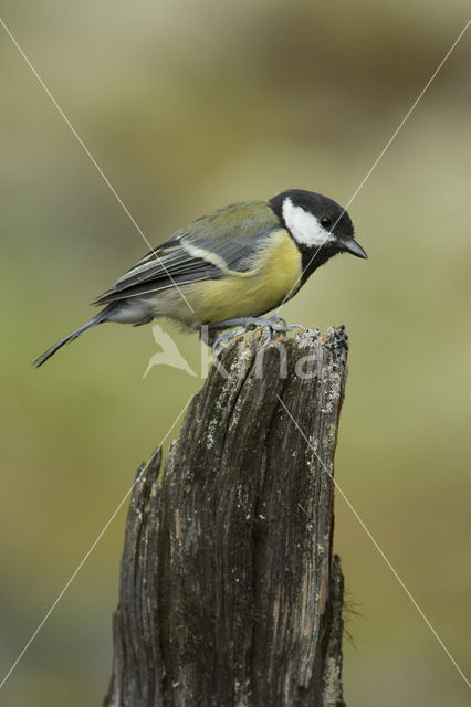 Great Tit (Parus major)