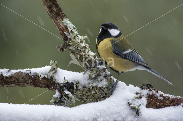 Great Tit (Parus major)