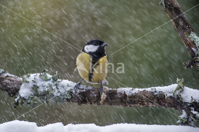 Great Tit (Parus major)