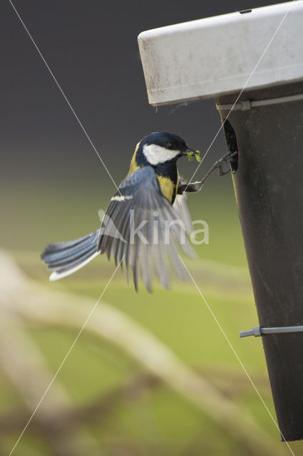 Great Tit (Parus major)