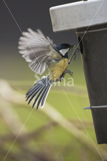 Great Tit (Parus major)