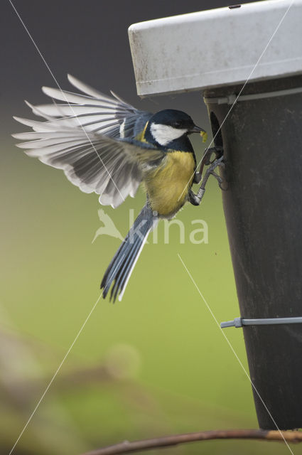 Great Tit (Parus major)