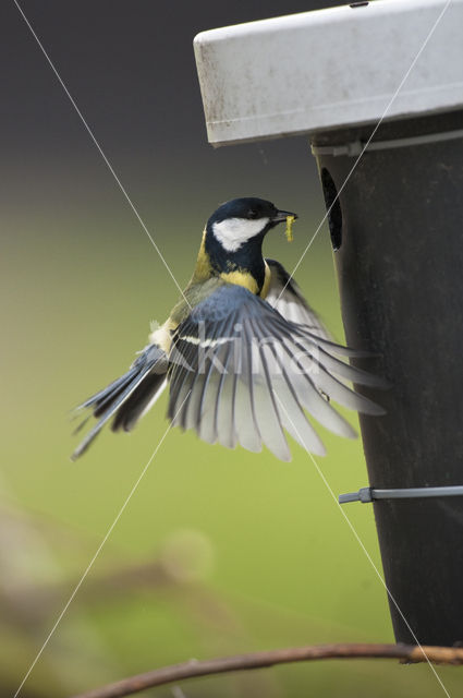 Great Tit (Parus major)