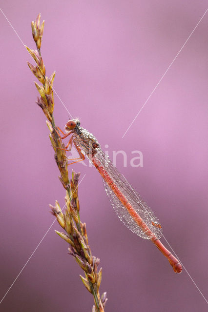 Koraaljuffer (Ceriagrion tenellum)