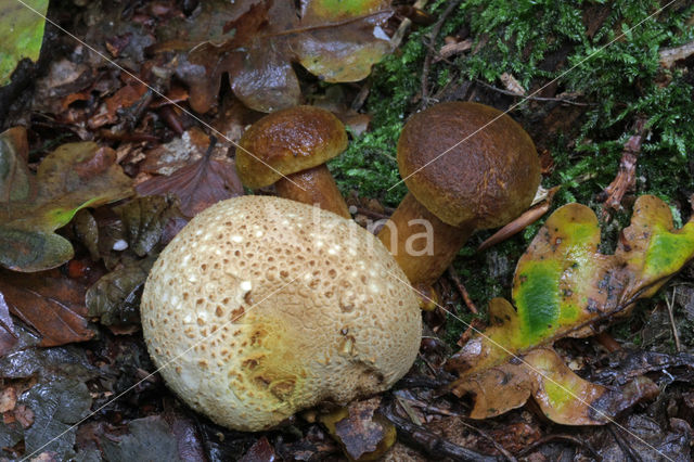 Kostgangerboleet (Boletus parasiticus)