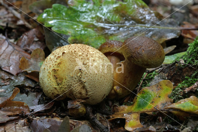 Parasitic Bolete (Boletus parasiticus)