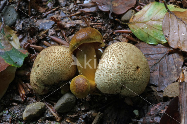 Parasitic Bolete (Boletus parasiticus)