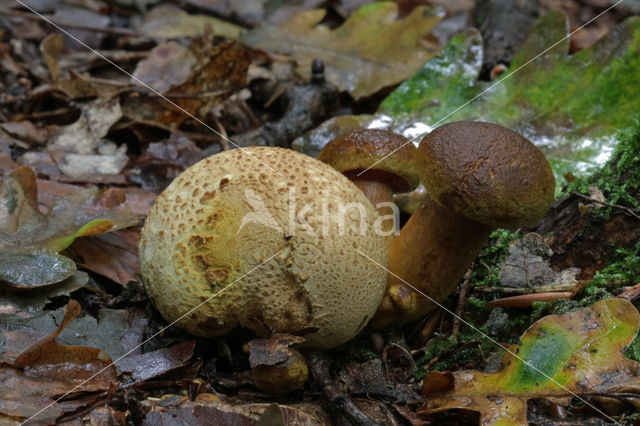 Parasitic Bolete (Boletus parasiticus)