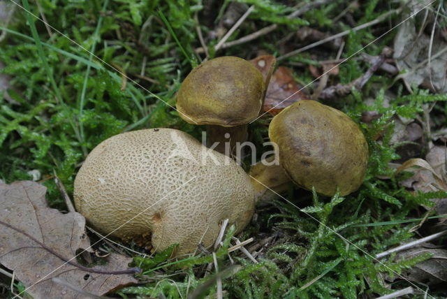 Parasitic Bolete (Boletus parasiticus)