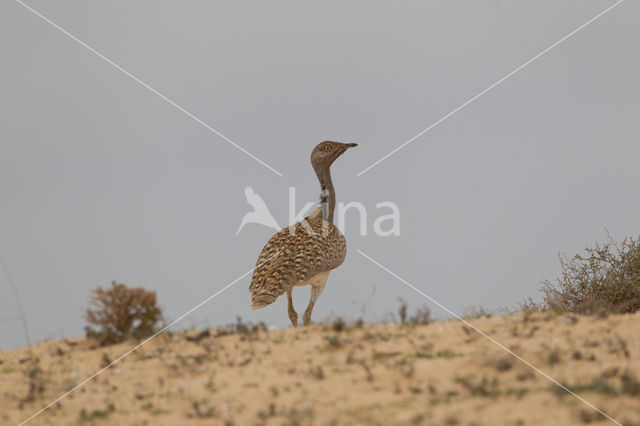 Houbara Bustard (Chlamydotis undulata)