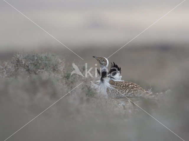 Houbara Bustard (Chlamydotis undulata)