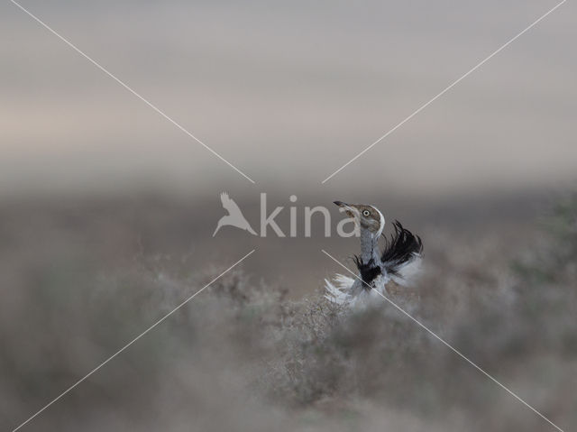 Houbara Bustard (Chlamydotis undulata)