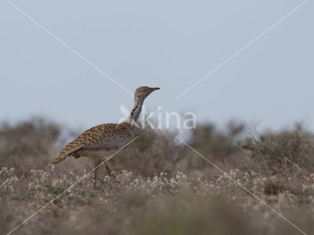 Kraagtrap (Chlamydotis undulata)