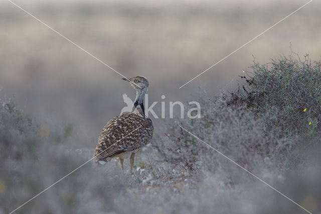 Houbara Bustard (Chlamydotis undulata)