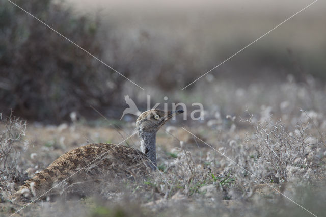 Houbara Bustard (Chlamydotis undulata)