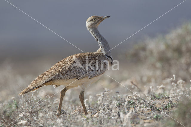 Kraagtrap (Chlamydotis undulata)