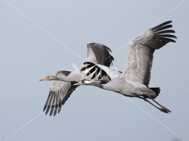 Kraanvogel (Grus grus)