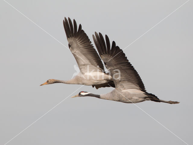 Kraanvogel (Grus grus)