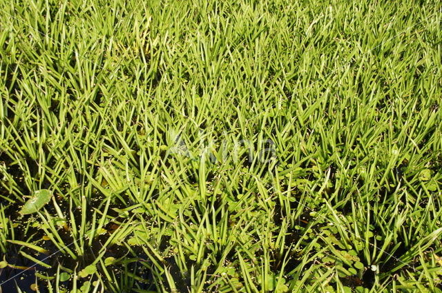 Watersoldier (Stratiotes aloides)