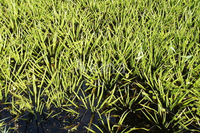 Watersoldier (Stratiotes aloides)