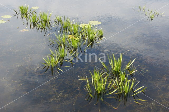 Watersoldier (Stratiotes aloides)