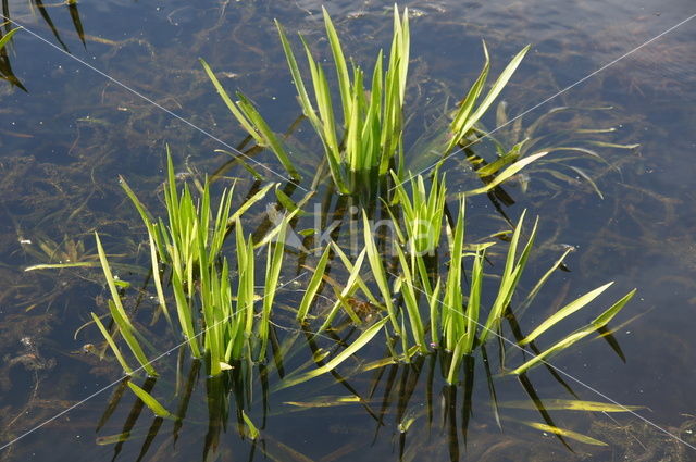 Watersoldier (Stratiotes aloides)