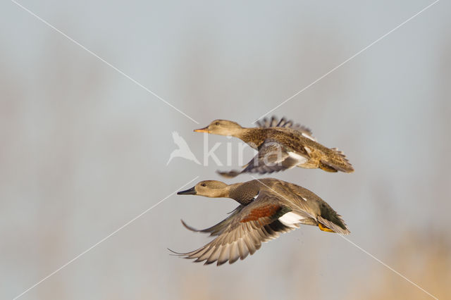 Krakeend (Anas strepera)