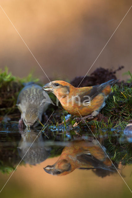 Red Crossbill (Loxia curvirostra)