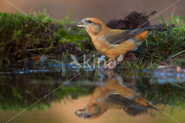 Red Crossbill (Loxia curvirostra)