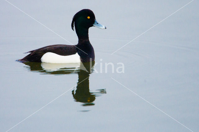 Tufted Duck (Aythya fuligula)