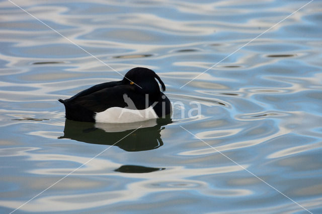 Tufted Duck (Aythya fuligula)