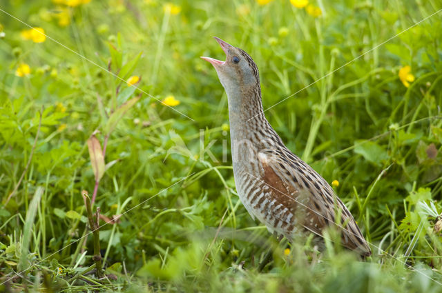 Corncrake (Crex crex)