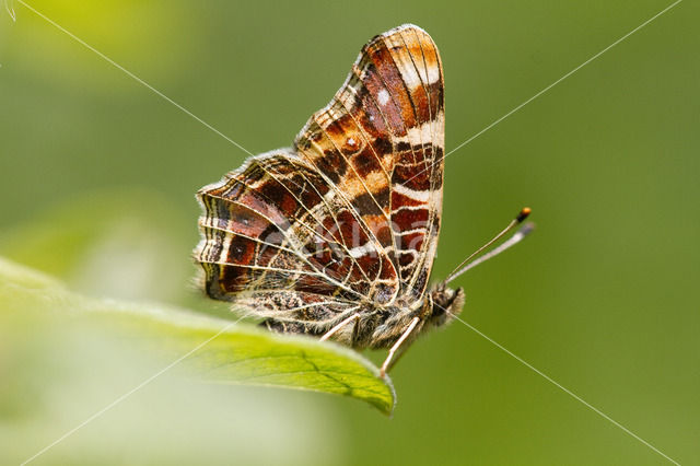 Landkaartje (Araschnia levana)