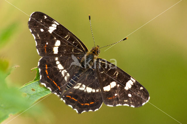 Landkaartje (Araschnia levana)