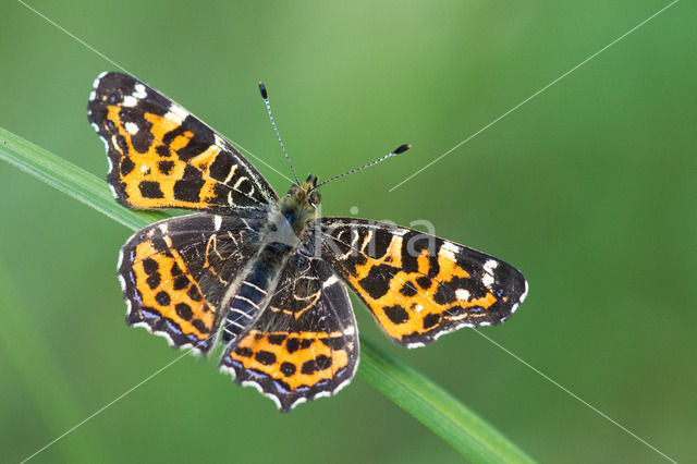 Landkaartje (Araschnia levana)