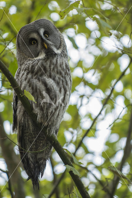 Great Grey Owl (Strix nebulosa)