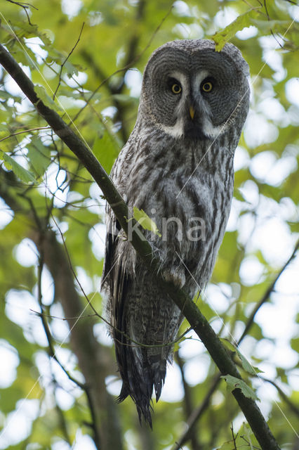 Great Grey Owl (Strix nebulosa)