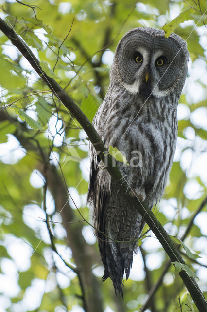 Great Grey Owl (Strix nebulosa)