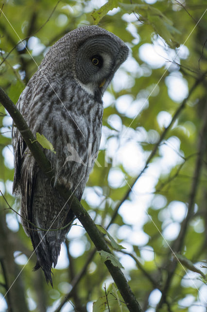 Great Grey Owl (Strix nebulosa)