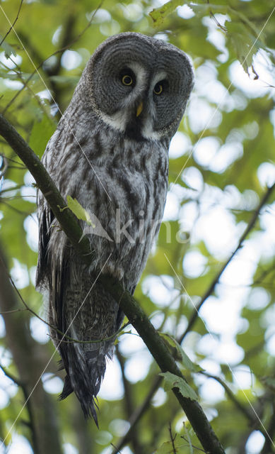 Great Grey Owl (Strix nebulosa)